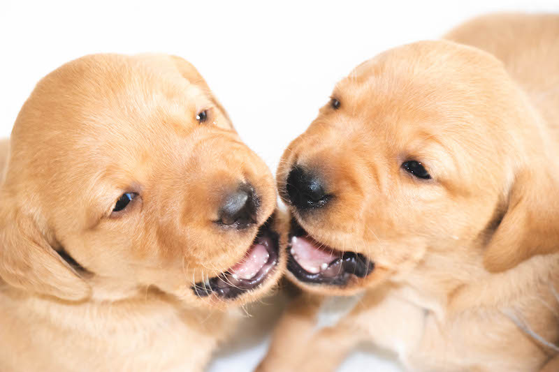 two fox red Labrador puppies